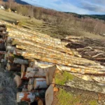 Grumes de bouleau châtaignier PEFC par 1 camion – 60M3